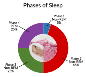 Chart showing the phases of sleep including non-REM and REM phases
